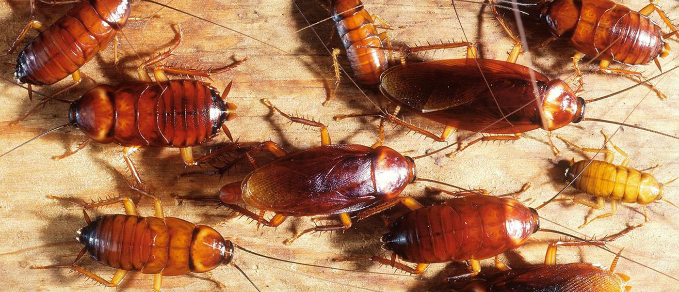 Red Bug Pest Defence - Cockroach Control