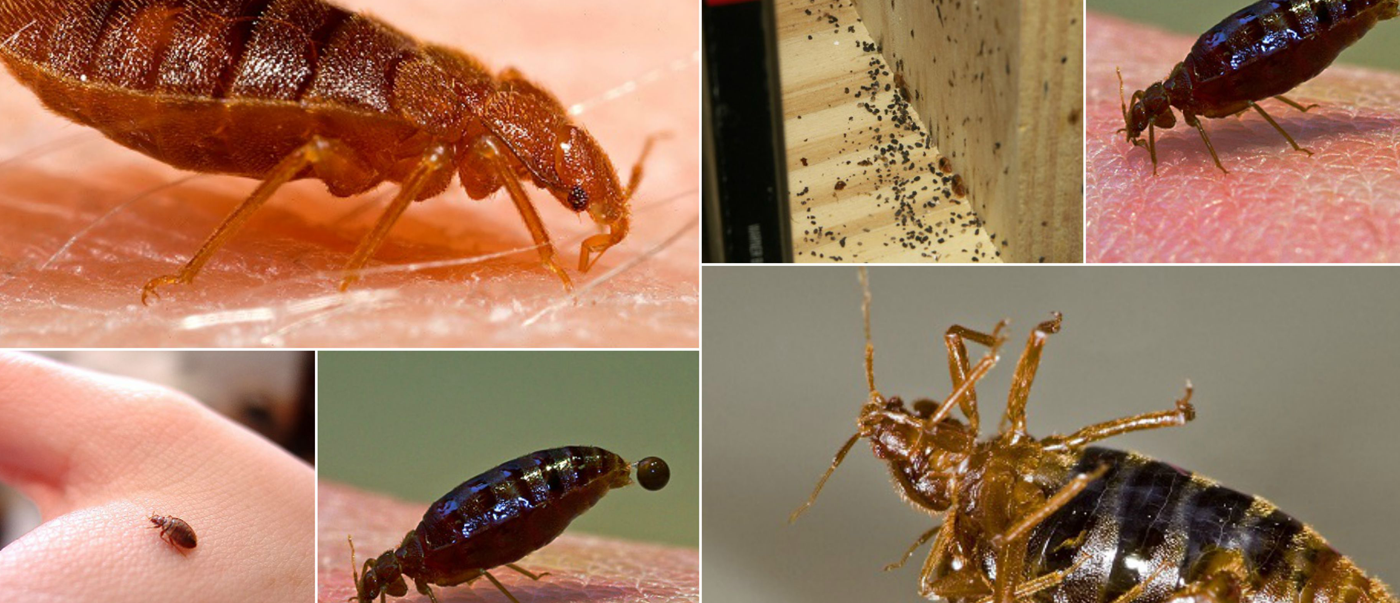Red Bug Pest Defence - Bed bug Solutions