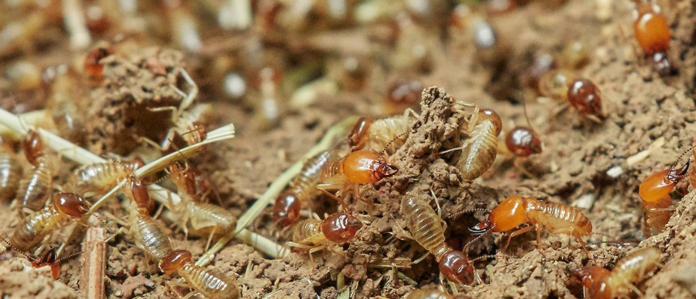 Red Bug Pest Defence - Anti Termite